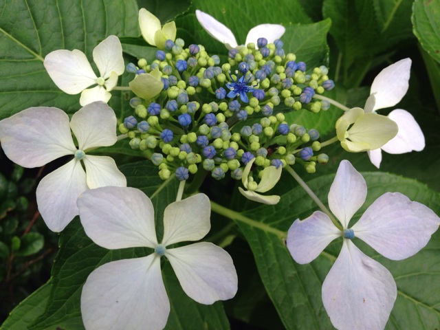 f:id:sara_y:20140623184747j:plain f:id:sara_y:20140623184747j:plain