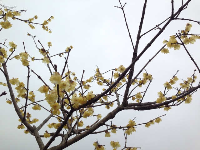 f:id:sara_y:20150314210310j:plain f:id:sara_y:20150314210310j:plain
