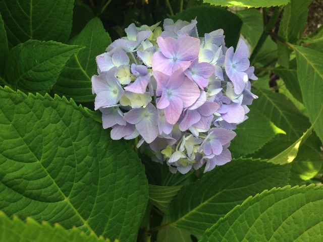 f:id:sara_y:20150703192153j:image f:id:sara_y:20150703192153j:image