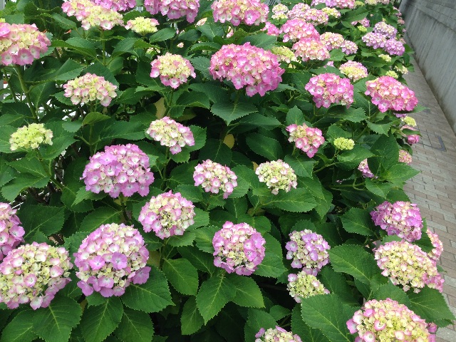 f:id:sara_y:20150703192934j:image f:id:sara_y:20150703192934j:image
