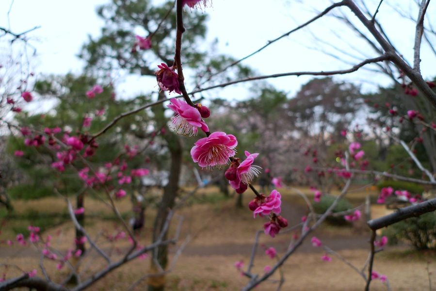 f:id:sasashin:20100214165929j:image:w200 f:id:sasashin:20100214165929j:image:w200