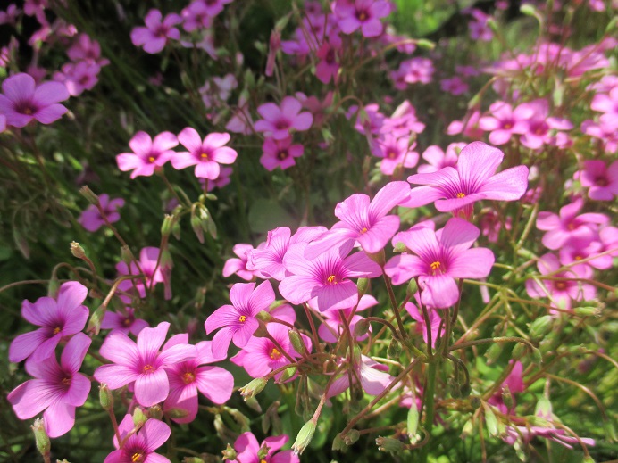 f:id:sasugami:20150623154539j:plain f:id:sasugami:20150623154539j:plain