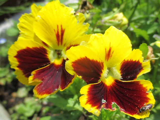f:id:sasugami:20150623154545j:plain f:id:sasugami:20150623154545j:plain