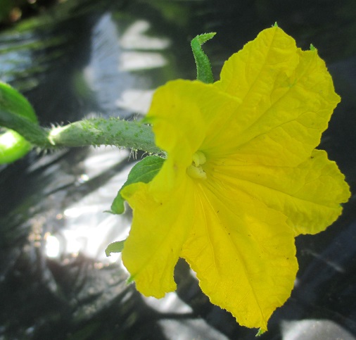 f:id:sasugami:20150701183302j:plain f:id:sasugami:20150701183302j:plain