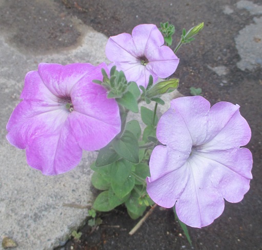 f:id:sasugami:20150704141053j:plain f:id:sasugami:20150704141053j:plain