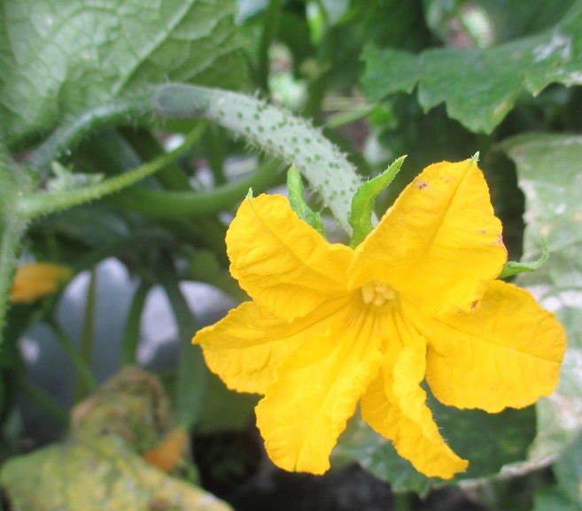f:id:sasugami:20150704162955j:plain f:id:sasugami:20150704162955j:plain