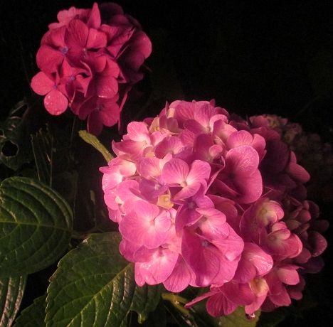 f:id:sasugami:20150706113100j:plain f:id:sasugami:20150706113100j:plain