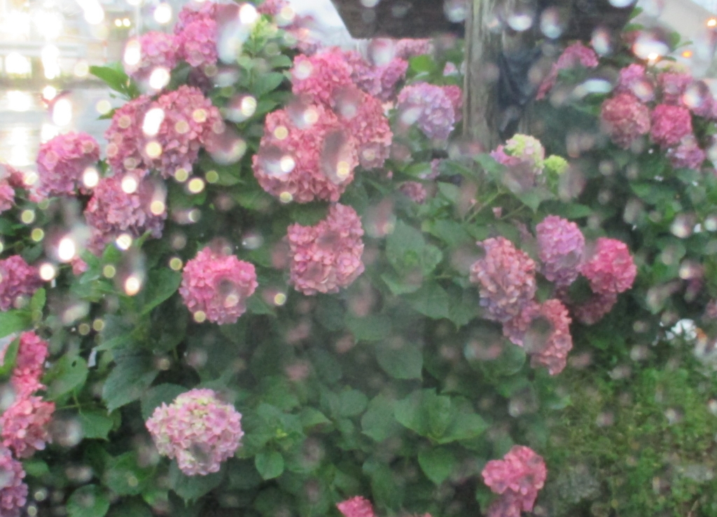 f:id:sasugami:20150706113111j:plain f:id:sasugami:20150706113111j:plain