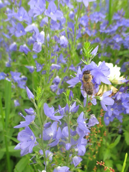 f:id:sasugami:20150706162637j:plain f:id:sasugami:20150706162637j:plain