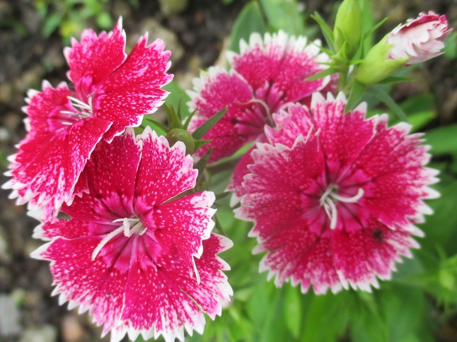 f:id:sasugami:20150706162650j:plain f:id:sasugami:20150706162650j:plain