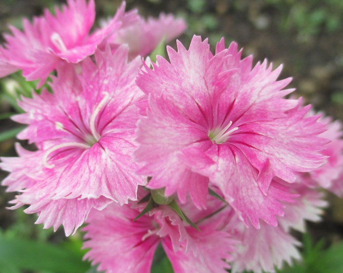 f:id:sasugami:20150706162655j:plain f:id:sasugami:20150706162655j:plain