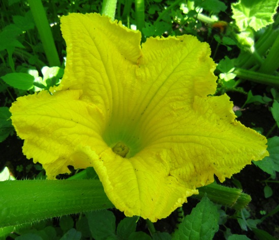 f:id:sasugami:20150710145409j:plain f:id:sasugami:20150710145409j:plain