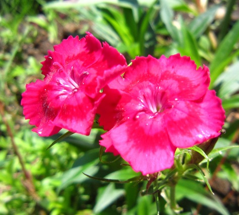 f:id:sasugami:20150710145412j:plain f:id:sasugami:20150710145412j:plain