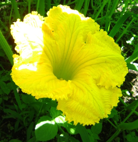 f:id:sasugami:20150713134953j:plain f:id:sasugami:20150713134953j:plain