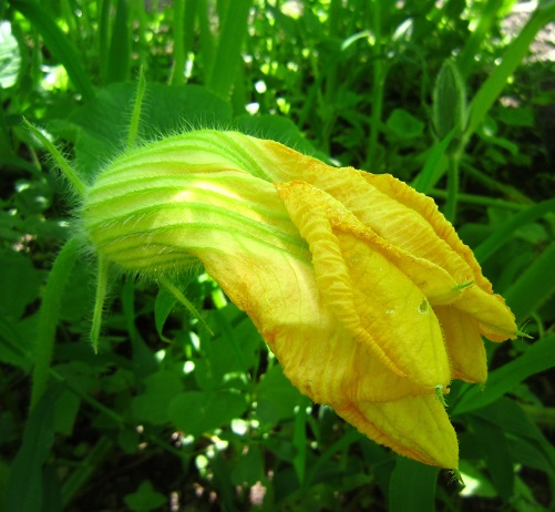 f:id:sasugami:20150713134958j:plain f:id:sasugami:20150713134958j:plain