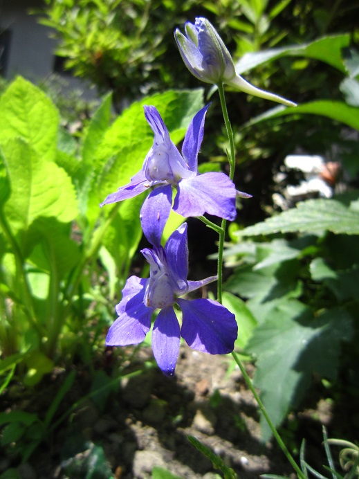 f:id:sasugami:20150714085757j:plain f:id:sasugami:20150714085757j:plain