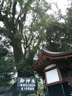 f:id:sasurai-neko:20150305164357j:plain f:id:sasurai-neko:20150305164357j:plain