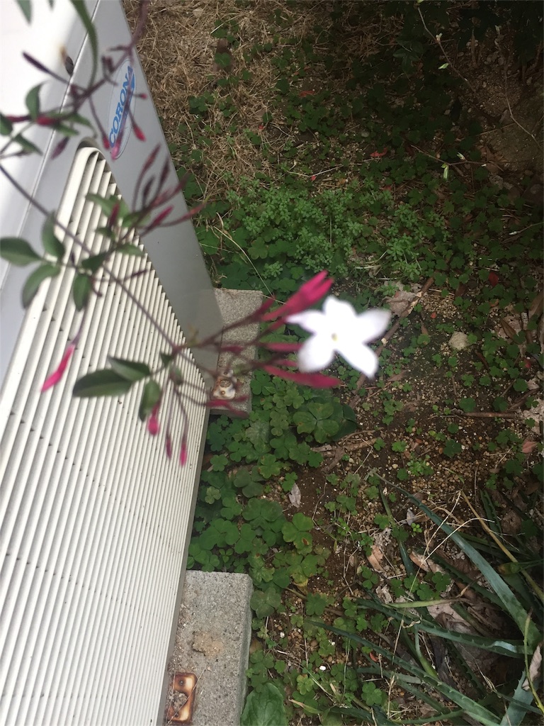 f:id:sasuraikamo:20160330161952j:image f:id:sasuraikamo:20160330161952j:image