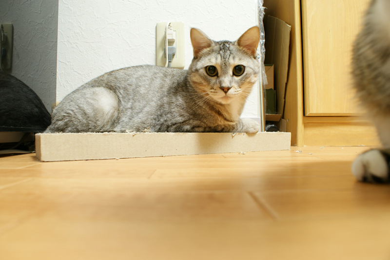 f:id:sato_san:20130731214507j:image:w600 f:id:sato_san:20130731214507j:image:w600