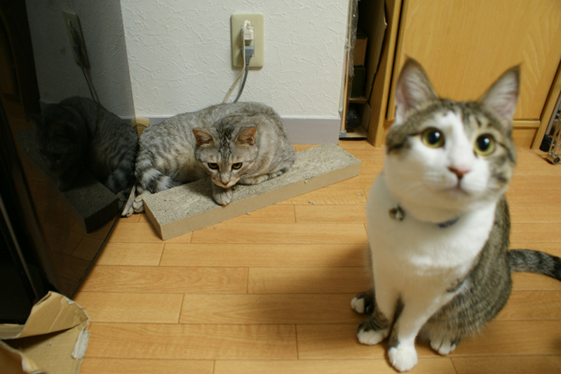 f:id:sato_san:20130731214539j:image:w600 f:id:sato_san:20130731214539j:image:w600