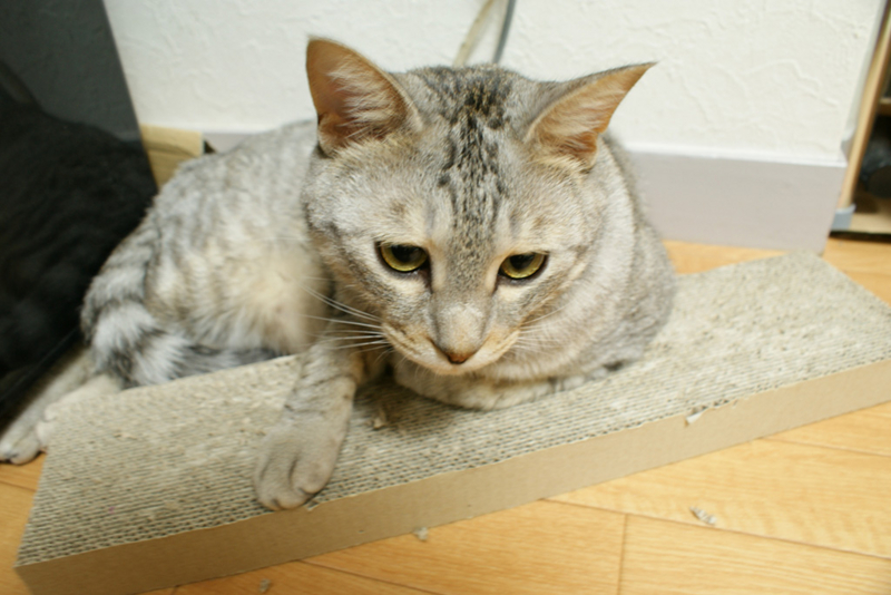 f:id:sato_san:20130731214819j:image:w600 f:id:sato_san:20130731214819j:image:w600