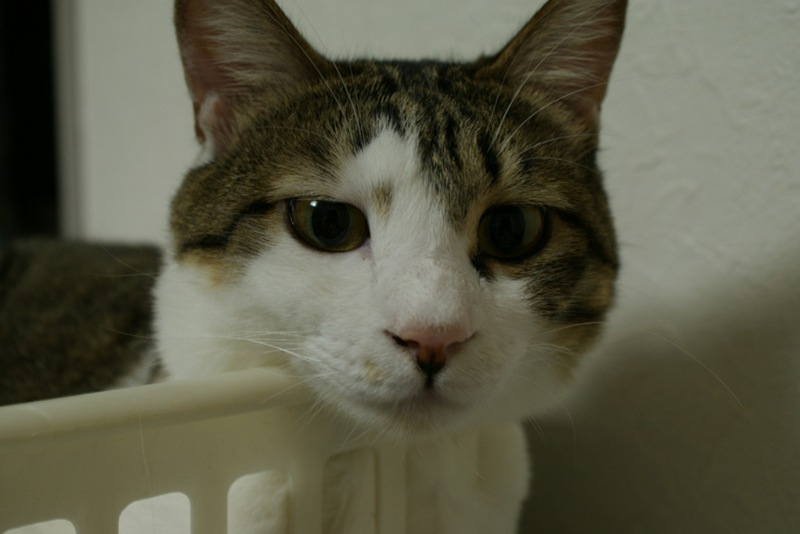 f:id:sato_san:20130731214939j:image:w600 f:id:sato_san:20130731214939j:image:w600