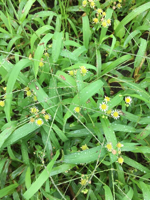 f:id:satoko123:20150701211321j:image f:id:satoko123:20150701211321j:image
