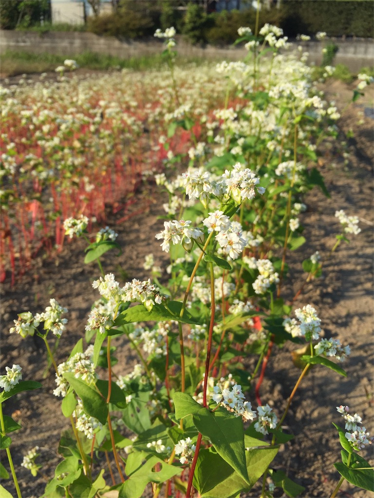 f:id:satoko123:20151017180116j:image f:id:satoko123:20151017180116j:image