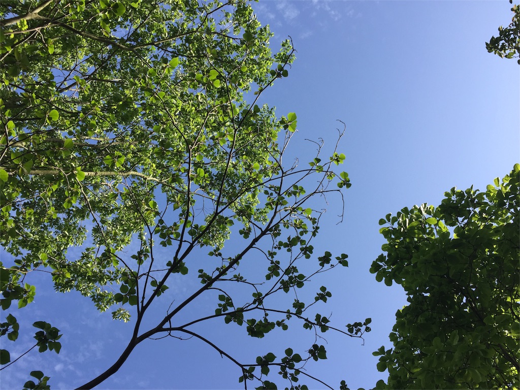 f:id:satoko123:20160527235322j:image f:id:satoko123:20160527235322j:image