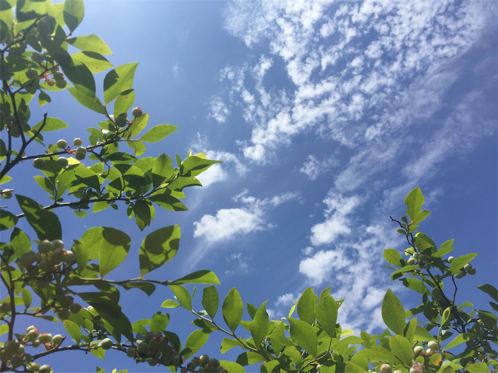 f:id:satoko123:20160602193648j:image f:id:satoko123:20160602193648j:image