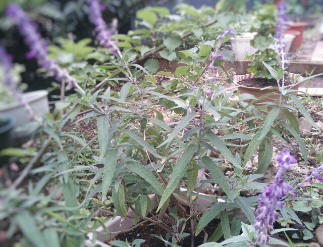 f:id:satomies:20160609170259j:plain f:id:satomies:20160609170259j:plain
