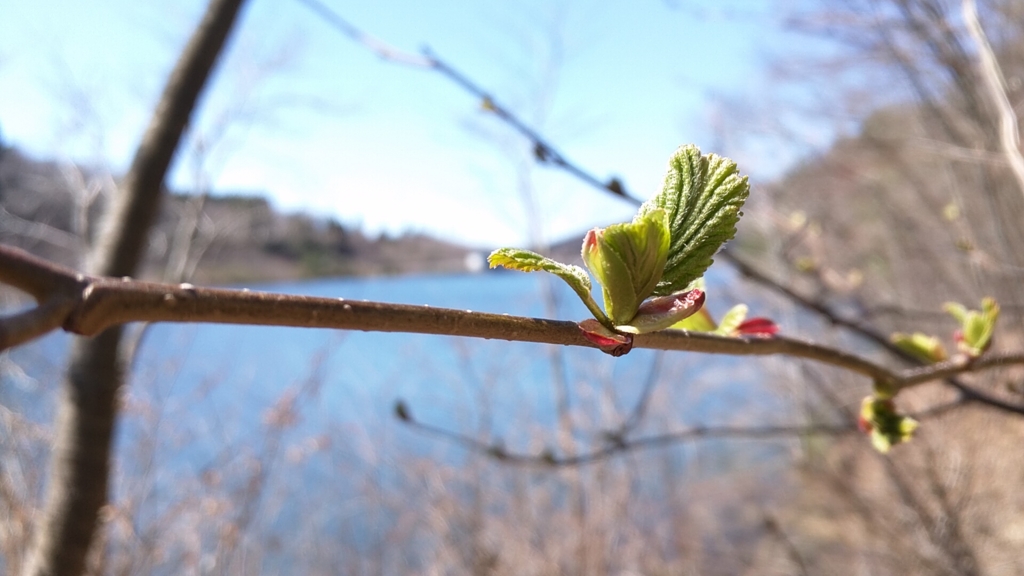 f:id:satoryoki:20160407233930j:plain f:id:satoryoki:20160407233930j:plain