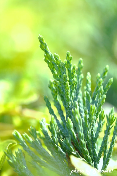 f:id:satosee:20150918224246j:plain f:id:satosee:20150918224246j:plain