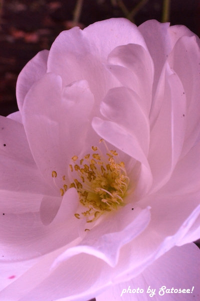 f:id:satosee:20151128204659j:plain f:id:satosee:20151128204659j:plain