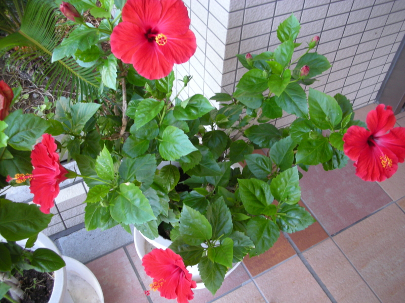 f:id:satouyuka:20080807081326j:plain f:id:satouyuka:20080807081326j:plain