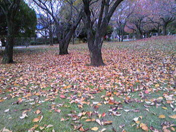 f:id:satoyamakong:20101118150800j:image f:id:satoyamakong:20101118150800j:image