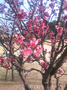 f:id:satoyamakong:20110129083600j:image f:id:satoyamakong:20110129083600j:image