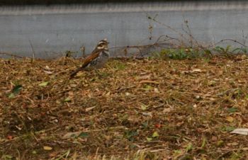 f:id:satoyamakong:20110214084031j:image f:id:satoyamakong:20110214084031j:image
