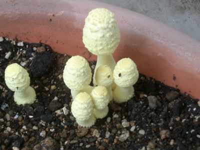 f:id:satoyamakong:20110729122041j:image f:id:satoyamakong:20110729122041j:image