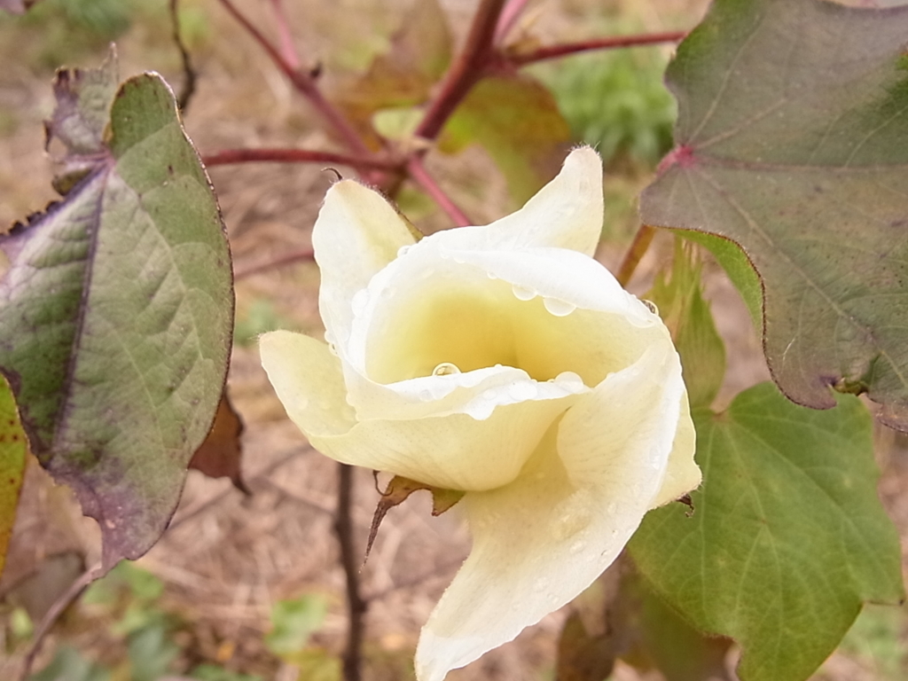 f:id:satoyamanoyume:20151127164534j:plain f:id:satoyamanoyume:20151127164534j:plain