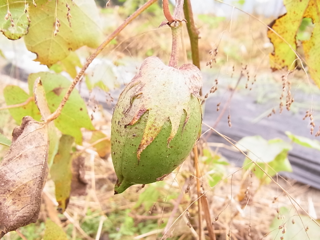 f:id:satoyamanoyume:20151127164551j:plain f:id:satoyamanoyume:20151127164551j:plain