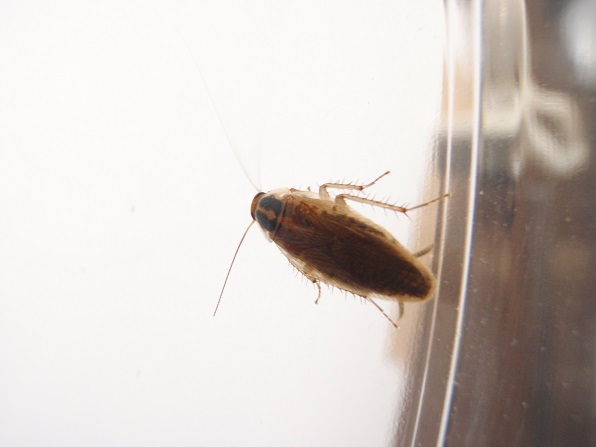 f:id:sauerklee:20140614225447j:plain f:id:sauerklee:20140614225447j:plain