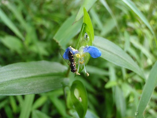 f:id:sauerklee:20140913094940j:plain f:id:sauerklee:20140913094940j:plain