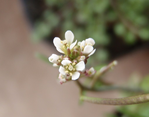f:id:sauerklee:20150308083135j:plain f:id:sauerklee:20150308083135j:plain