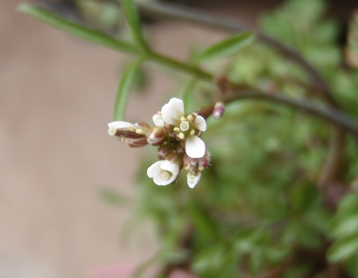 f:id:sauerklee:20150308083426j:plain f:id:sauerklee:20150308083426j:plain