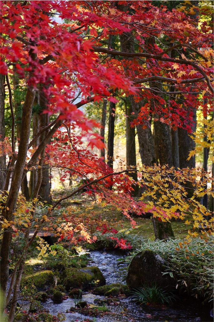 f:id:sawa_goto:20151119064545j:image f:id:sawa_goto:20151119064545j:image