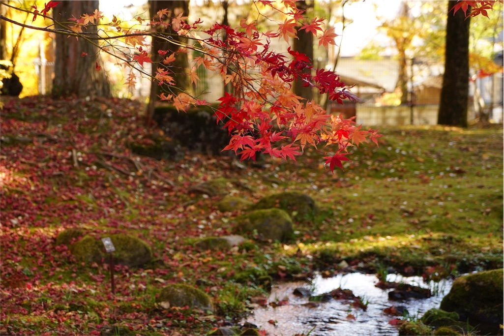f:id:sawa_goto:20151119064606j:image f:id:sawa_goto:20151119064606j:image