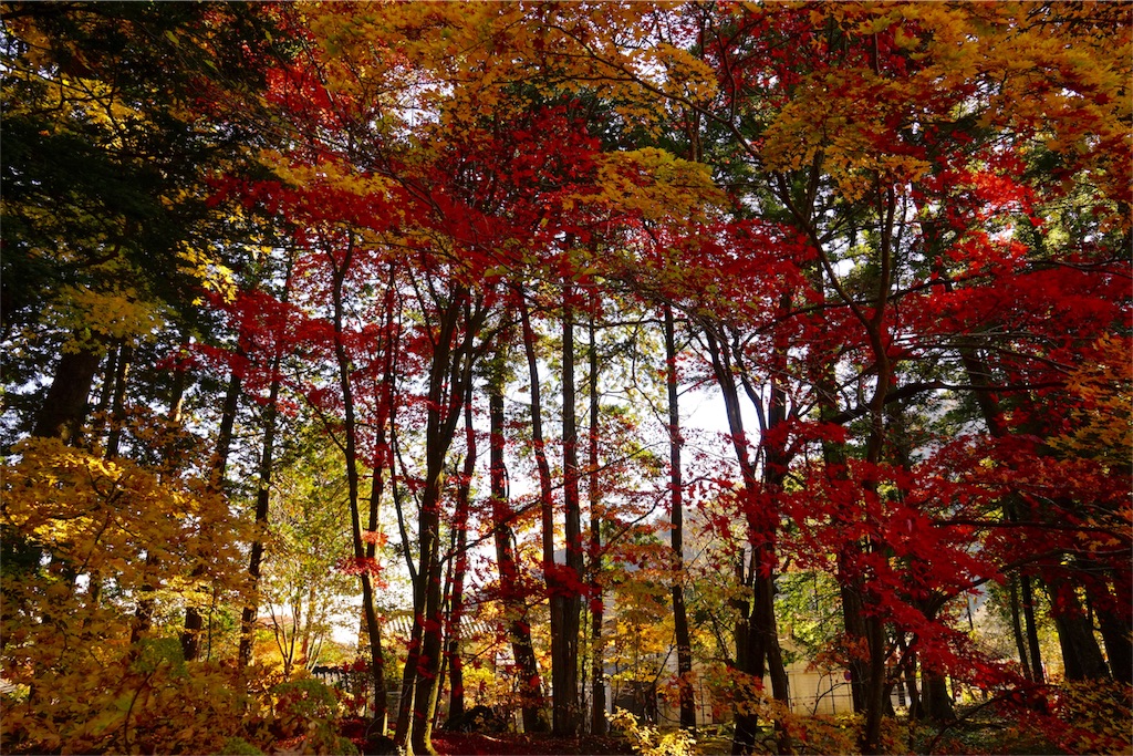 f:id:sawa_goto:20151119064619j:image f:id:sawa_goto:20151119064619j:image