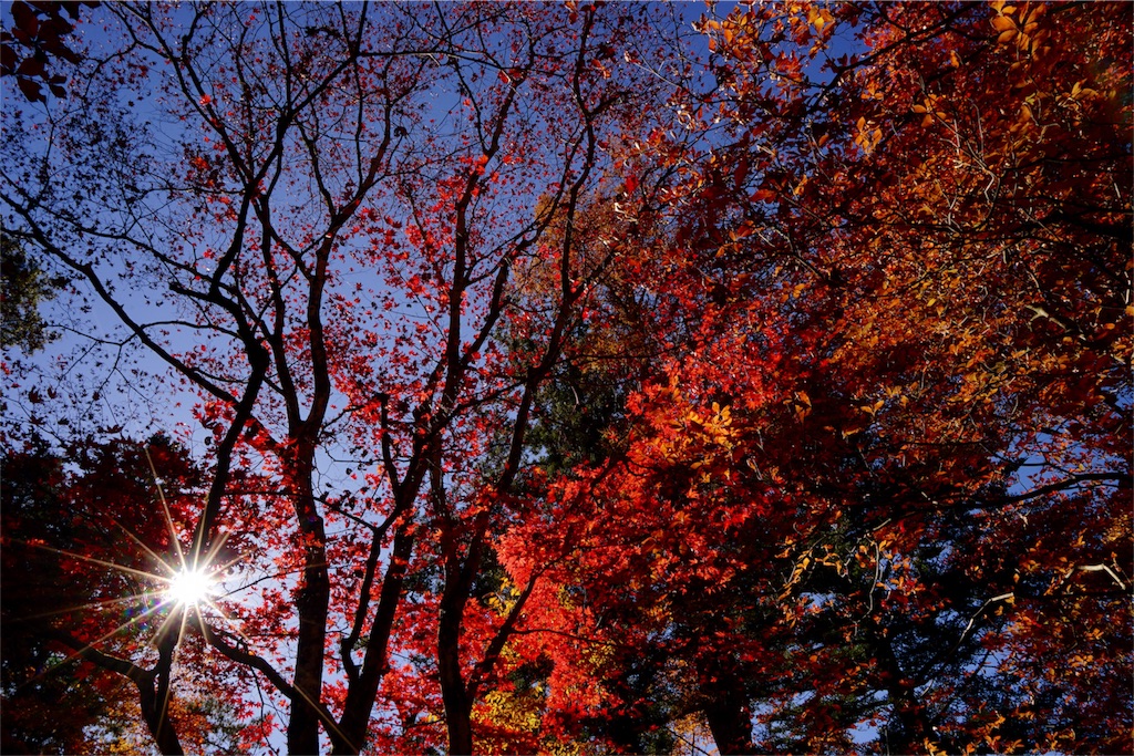 f:id:sawa_goto:20151119064755j:image f:id:sawa_goto:20151119064755j:image
