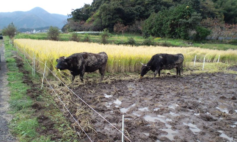 f:id:sawadake:20091116093447j:image f:id:sawadake:20091116093447j:image
